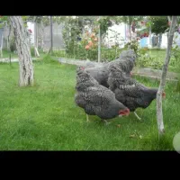 جوجه امروک اصل به فروش میرسد