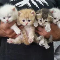 توله بریتیش و اسکاتیش