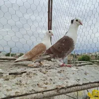 کربلایی کاکول زرد جفت بالغ