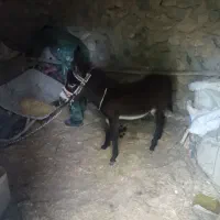 خر نر