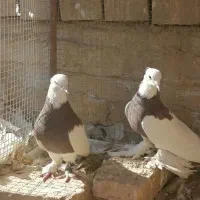 فروش دو عدد نر طوقی|پرنده|اردکان, |دیوار