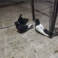 ۳تا نر گردن کلفت با چهارتا ماده دوتا نوچه