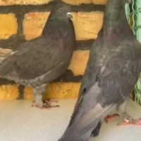 جفت های . ساعت بالا . گرو دولاب . عتیقه|پرنده|تهران, نیروی هوایی (پیروزی)|دیوار