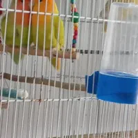 پرنده فروشی ققنوس|پرنده|دوگنبدان, |دیوار