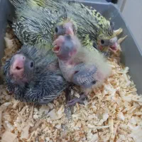 طوطی عروس گلباقالی ماده|پرنده|قزوین, |دیوار