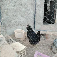 دو عدد مرغ گلین