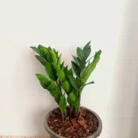 گل زاموفیلیا|گل و گیاه طبیعی|شاهرود, |دیوار