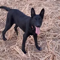 بلژین مالینویز