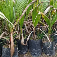 پالم واشنگتن