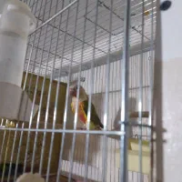 گرینچیک نر معاوضه با گرینچیک ماده|پرنده|تاکستان, |دیوار