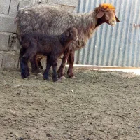 18راس میش بره دار|حیوانات مزرعه|میمند, |دیوار