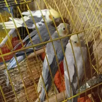 دو جفت عروس سرحال