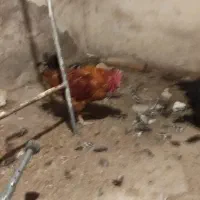 خروس یک ساله|حیوانات مزرعه|تبریز, |دیوار