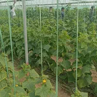 نخ بندی .پایین کشیدن خیار ب صورت روز انجام می شود