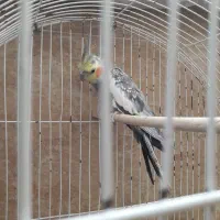 عروس هلندی نر و ماده سالم وسرحال|پرنده|شاهرود, |دیوار