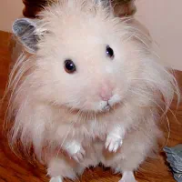 همستر سوری بامزه