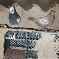 حیوانات مزرعه