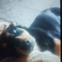 سگ ژرمن|سگ|بندر ماهشهر, |دیوار