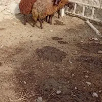 2عددبره نر و دو عدد بره ماده