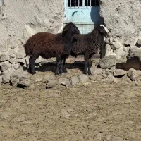 بره نر هترو بالا ۷۰ کیلو