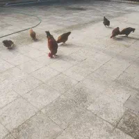 سلام خروس محلی یک ساله فروش فوری