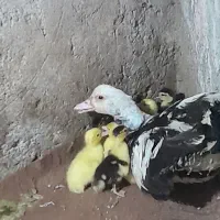 اردک مادربه همراه بچه ها|حیوانات مزرعه|ساری, |دیوار