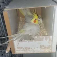 عروس هلندی|پرنده|کرخه, |دیوار