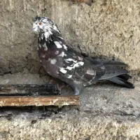 کبوتر دوتا عتیقه نسل قدیم