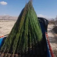 نهال سروناز شیراز(سرو ناز)گلدانی و پاکتی ۱تا ۳متری