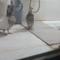 گرفته|حیوانات|کرمانشاه, |دیوار