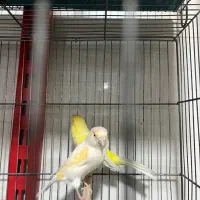 قناری اماده|پرنده|شهریار, شهرک وائین|دیوار