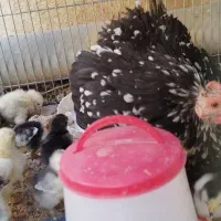 جوجه کوشین‌اصیل زیر مرغی