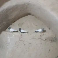 کله ای ناب