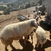 ورن سنجابی اصیل|حیوانات مزرعه|سرپل ذهاب, |دیوار