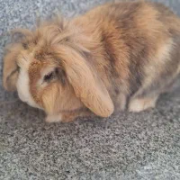 خرگوش لوپ|موش و خرگوش|نیشابور, هفده شهریور|دیوار