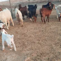 ۵ بزوبی|حیوانات مزرعه|پلدختر, |دیوار