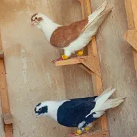 ۲ کفتر پشتی شهری برقفل هوای