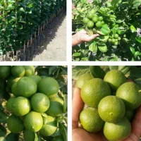 انواع نهال های بروز پربار