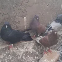 جفت کبوتر سرخ