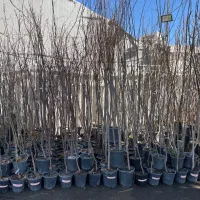 انواع درخت تنه دار ،چند ساله و ریشه دار