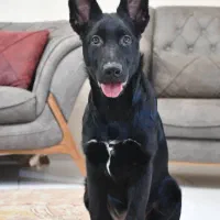 شاه توله ژرمن بلک سینه صلیبی