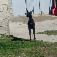 بزشیری|حیوانات مزرعه|مشگین شهر, |دیوار