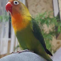 طوطی برزیلی ماده