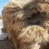 یونجه جو علف|حیوانات مزرعه|سجاس رود, |دیوار