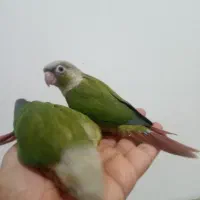 طوطی گرینچیک|پرنده|دزفول, |دیوار