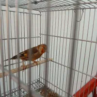 سهره‌ قناری