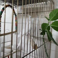 عروس هلندی آلبینو نر|پرنده|شاهین‌شهر, شهرک ردانی پور|دیوار