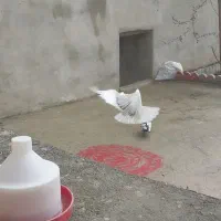 حدود ۵۰ تا کفتر طوقی به قیمت