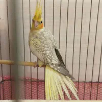 جفت عروس هلندی مولد کارداده سخنگو حلقه پا