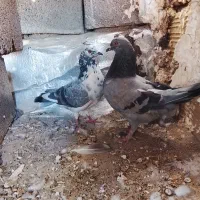 یک جفت کبوتر بالغ مست مست
